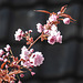 20200412 7203CPw [D~LIP] Japanische Blütenkirsche (Prunus serrulata), Knospen, Bad Salzuflen