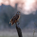 Hibou moyen duc - long eared Owl