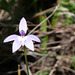 Glossodia major or purple cockatoo orchid