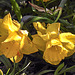 20200412 7206CPw [D~LIP] Narzisse (Narcissus pseudonarcissus), Bad Salzuflen