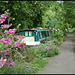 mallow by the canal path