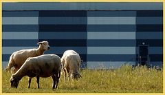 Gray Lines Sheep