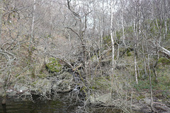 Trees At Loch Katrine