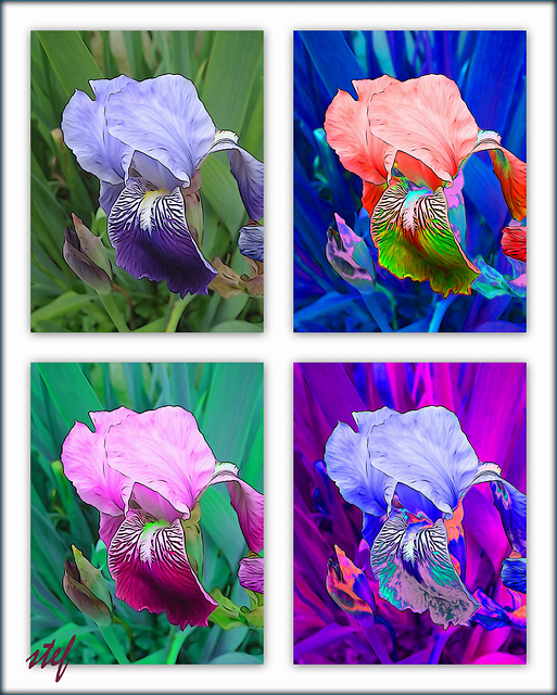 united colors of Iris