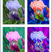 united colors of Iris