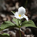 trille grandiflore ou trille blanc / large-flowered trillium