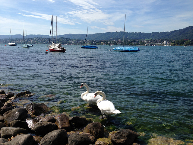 Swans - Lake Zurich