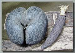 Seychelles : un vero scherzo della natura : i semi del cocò-de-mer, femmina e maschio nascono sulla stessa pianta - il seme più grande del mondo