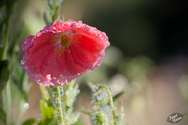 296/366: Pink Poppy Covered with Droplets