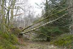 Fallen Tree At Loch Katrine