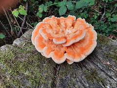 Chicken of the Woods Fungus