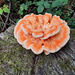 Chicken of the Woods Fungus