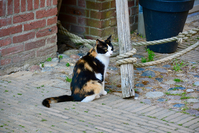 Hindeloopen 2018 – Cat and scratching post