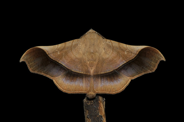 Chilkasa falcata Swinhoe, 1885, ♂