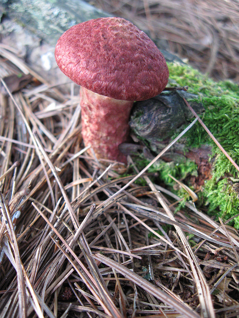 Wild Mushroom at Sunny Hill Resort September, 2021