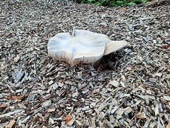 Fungus on wood chip pile/2