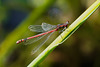 Frühe Adonislibelle: eine kleine Schönheit - Large red damselfly: a little beauty