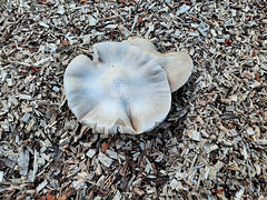 Fungus on wood chip pile/1