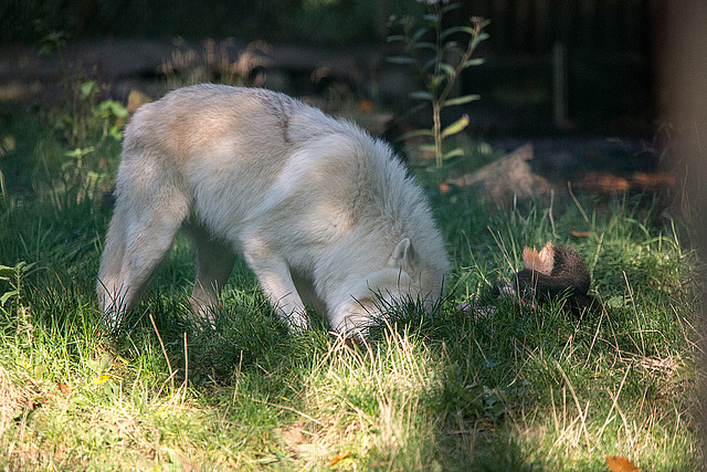 20151010 9257VRTw [D~H] Wolf (Canis lupus), Wisentgehege, Springe-Deister