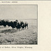 7613. Herd of Buffalo, Silver Heights, Winnipeg.