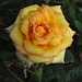 Grandiflora rose "Gold Medal"