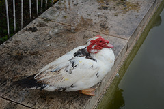 Lisbon, White Muscovy Duck