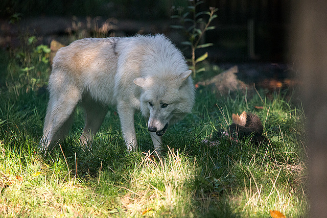 20151010 9258VRTw [D~H] Wolf (Canis lupus), Wisentgehege, Springe-Deister