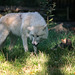 20151010 9258VRTw [D~H] Wolf (Canis lupus), Wisentgehege, Springe-Deister
