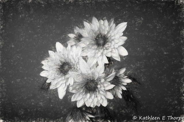 Dahlia in charcoal 052516-001