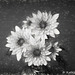 Dahlia in charcoal 052516-001