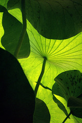 lotus leafes