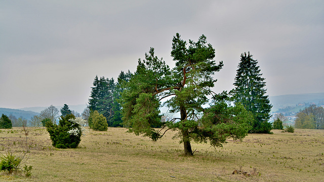Beautiful pine