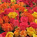 Roses of Many Colors