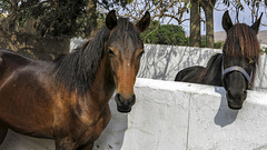 Two horses, visual contact