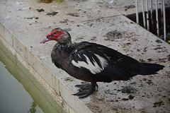 Lisbon, Black Muscovy Duck