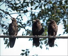Three corbies