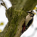 woodpecker greater spotted