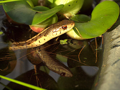 the serpent in my garden