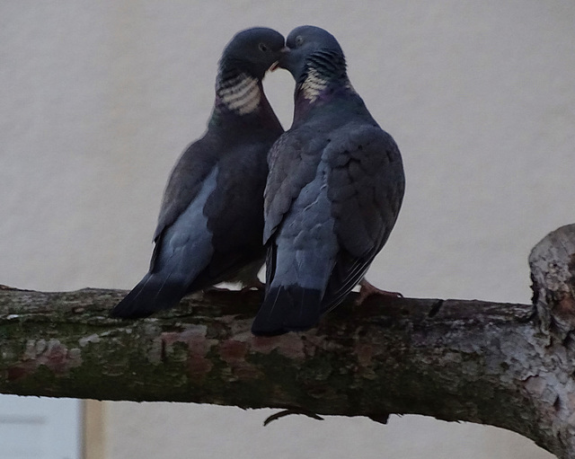 ...deux pigeons s'aimaient d'amour tendre...