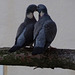 ...deux pigeons s'aimaient d'amour tendre...