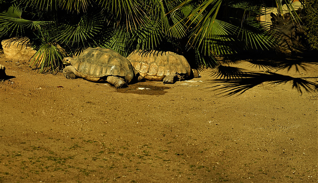 The African Tortoise
