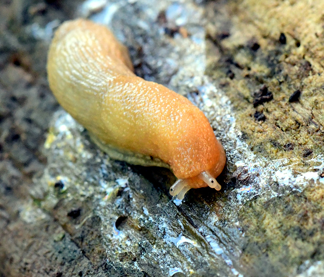 Another oddly colored slug