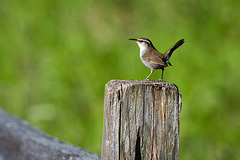 Wren on a fence post