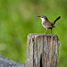 Wren on a fence post