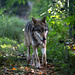20151010 9259VRTw [D~H] Wolf (Canis lupus), Wisentgehege, Springe-Deister