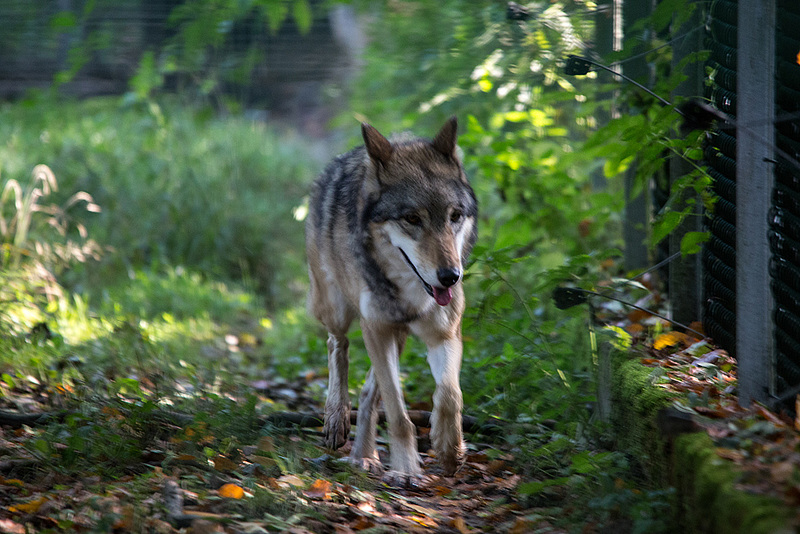 20151010 9259VRTw [D~H] Wolf (Canis lupus), Wisentgehege, Springe-Deister