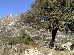 Encina (holm oak) and the granite of La Sierra de La Cabrera