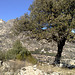 Encina (holm oak) and the granite of La Sierra de La Cabrera