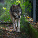 20151010 9260VRTw [D~H] Wolf (Canis lupus), Wisentgehege, Springe-Deister