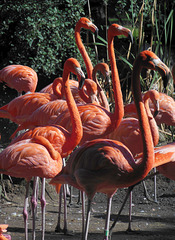 053 Rosa Flamingo im Dresdner Zoo